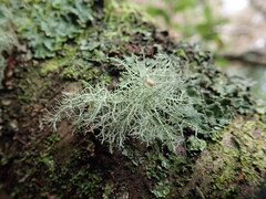 Usnea