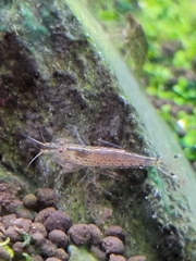 Caridina multidentata