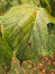 Harmonia axyridis