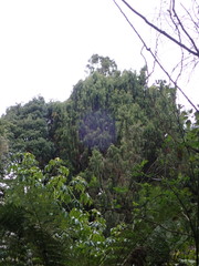 Dacrydium cupressinum