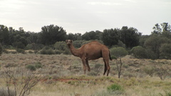 Camelus dromedarius