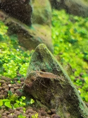 Caridina multidentata