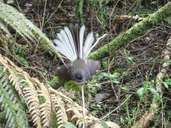 Rhipidura fuliginosa fuliginosa