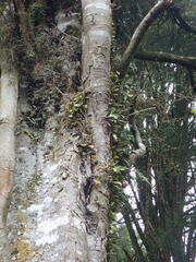 Pyrrosia eleagnifolia