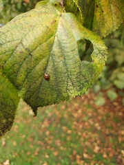 Harmonia axyridis
