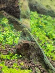 Caridina multidentata