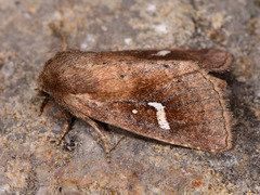Phragmatiphila insularis