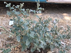 Heliotropium europaeum