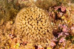 Cladocora caespitosa