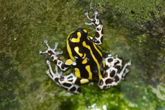 Ranitomeya flavovittata