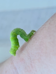 Chrysodeixis subsidens