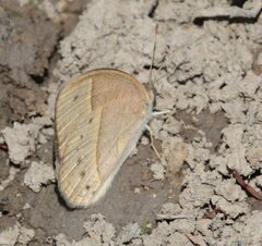 Brakefieldia simonsii