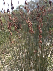 Thamnochortus insignis