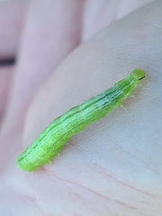 Chrysodeixis subsidens