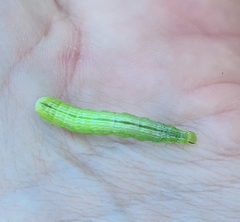 Chrysodeixis subsidens