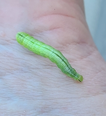 Chrysodeixis subsidens