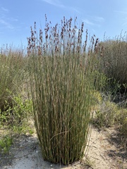 Thamnochortus spicigerus