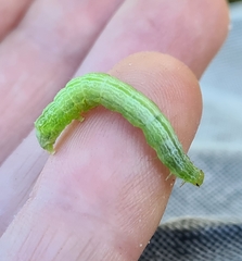 Chrysodeixis subsidens