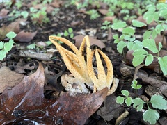 Pseudocolus fusiformis