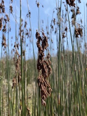 Thamnochortus spicigerus