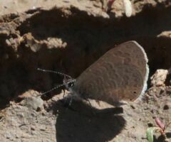 Pseudonacaduba sichela sichela