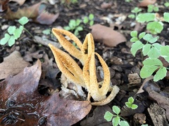 Pseudocolus fusiformis
