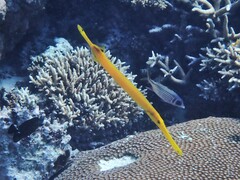 Aulostomus chinensis