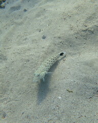 Parapercis hexophtalma