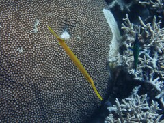 Aulostomus chinensis