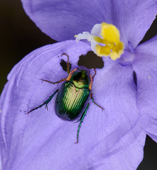Nitorellus splendidus