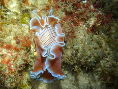 Hydatina physis