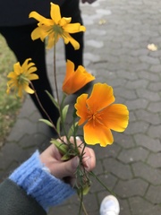 Eschscholzia californica
