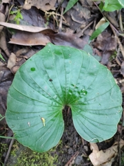 Nervilia concolor