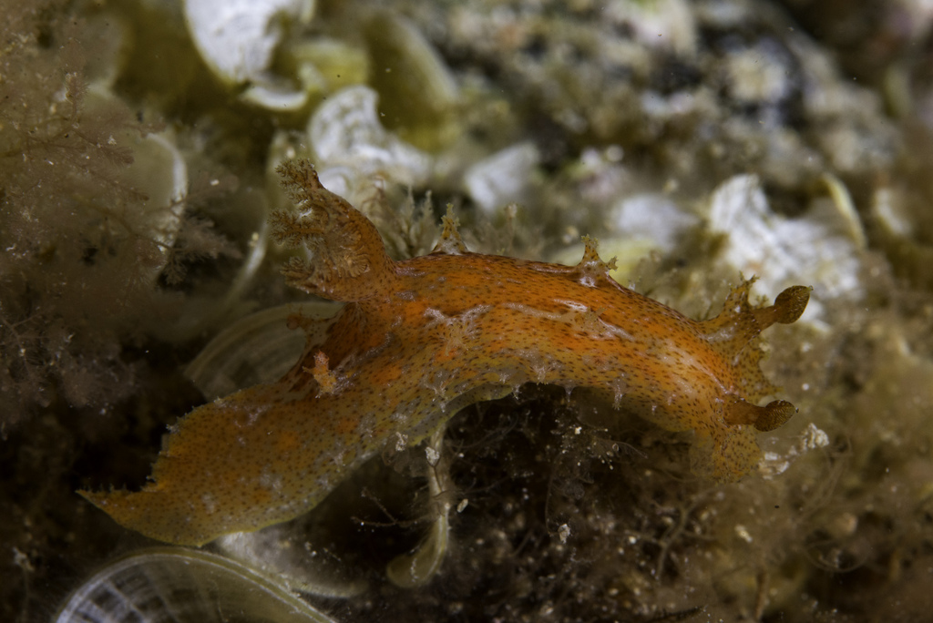 Plocamopherus maderae