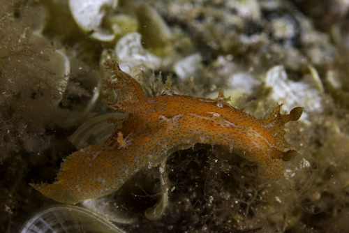Babosa marina de madeira