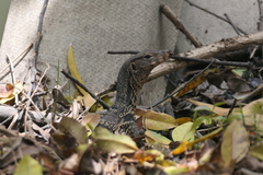 Varanus salvator macromaculatus