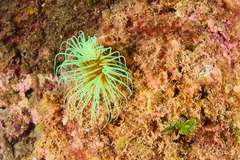 Cerianthus membranaceus