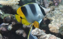 Chaetodon ulietensis