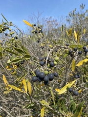 Olea exasperata