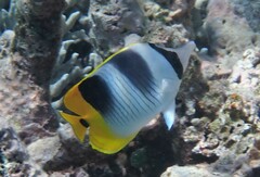 Chaetodon ulietensis