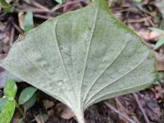 Nervilia concolor