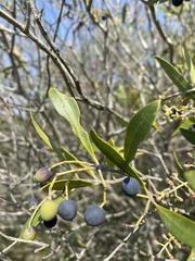 Olea exasperata