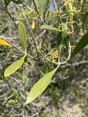 Olea exasperata