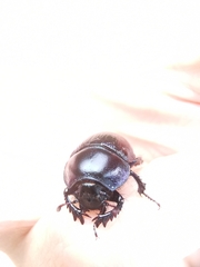 Geotrupes spiniger