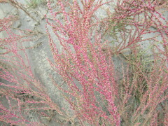 Suaeda corniculata
