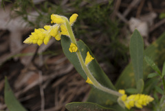 Synaphea petiolaris