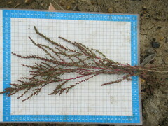 Suaeda corniculata