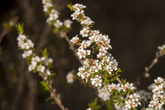 Leptospermum spinescens