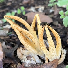 Ontholestes cingulatus