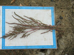 Suaeda corniculata